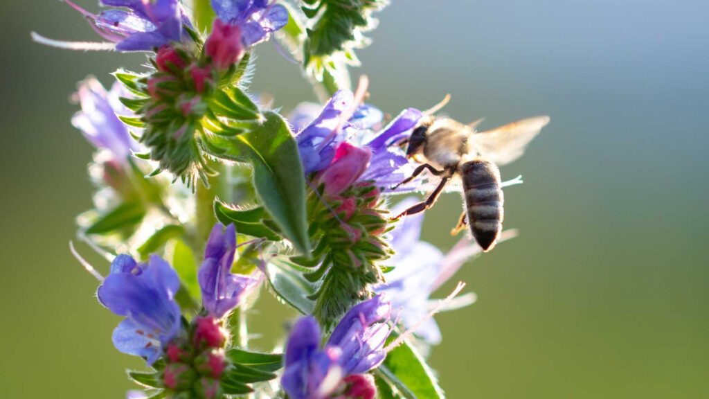 abeilles-sur-fleurs